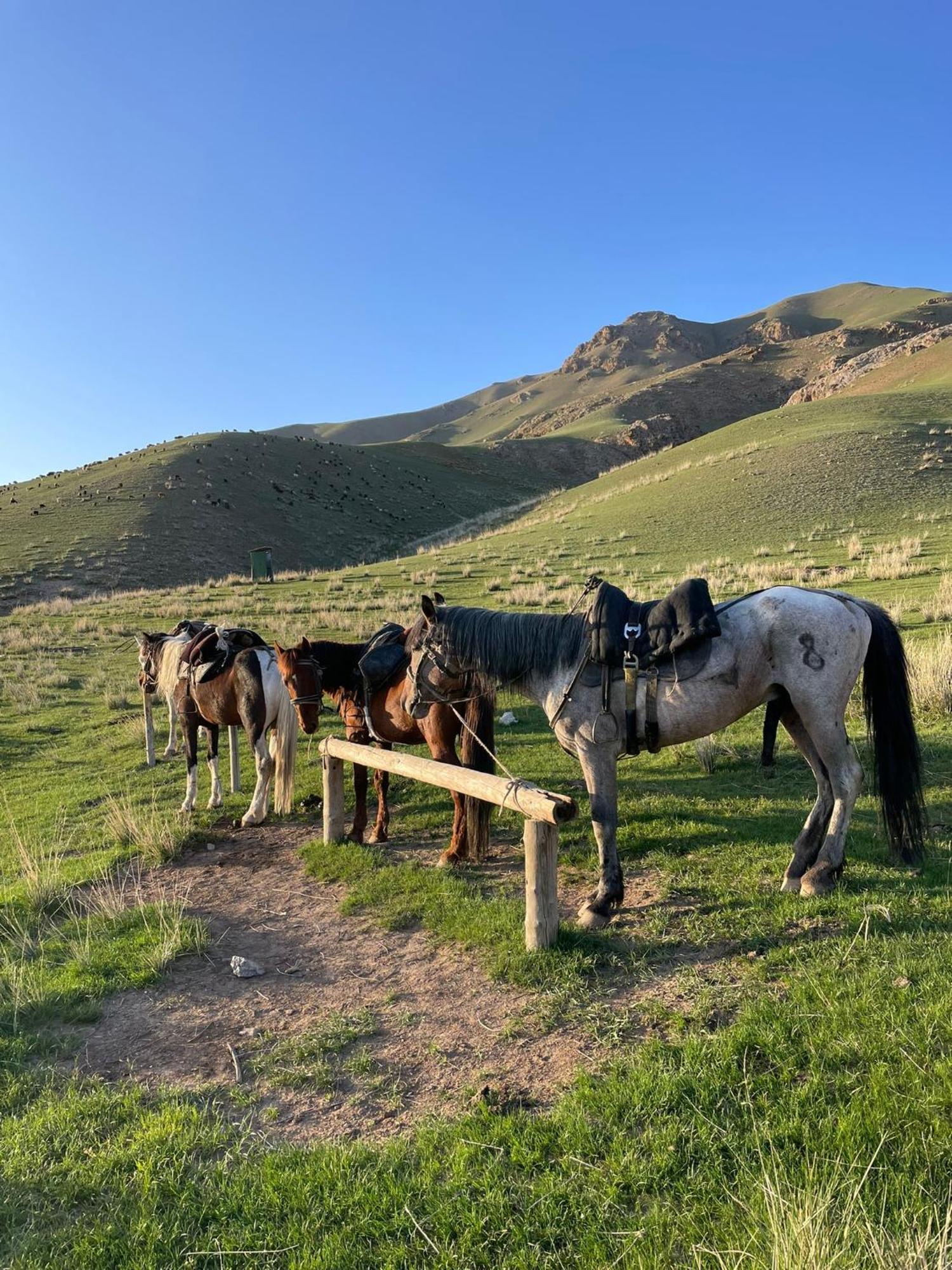 Guest House Bereke In Kyzart Village Bagysh エクステリア 写真
